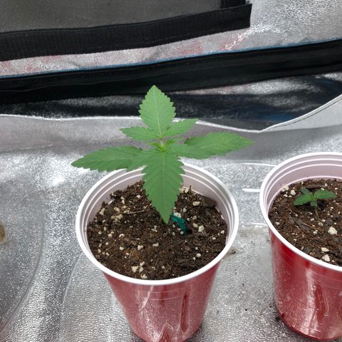 Badazz og and Girl Scout Crack  growlog timeline photo