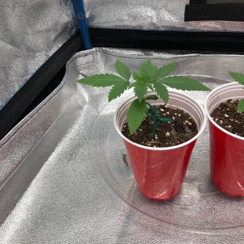 Badazz og and Girl Scout Crack  growlog timeline photo