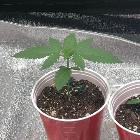 Badazz og and Girl Scout Crack  growlog timeline photo