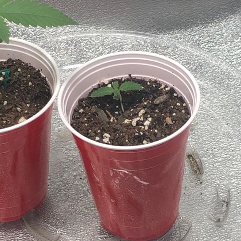 Badazz og and Girl Scout Crack  growlog timeline photo
