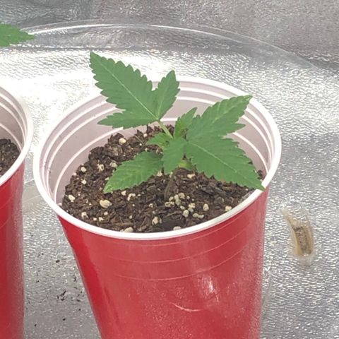 Badazz og and Girl Scout Crack  growlog timeline photo