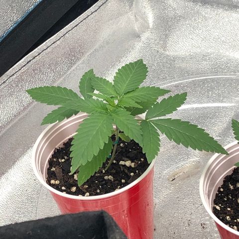 Badazz og and Girl Scout Crack  growlog timeline photo