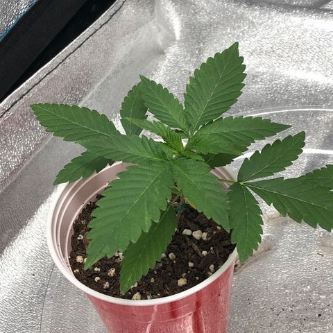 Badazz og and Girl Scout Crack  growlog timeline photo