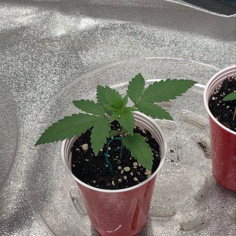 Badazz og and Girl Scout Crack  growlog timeline photo