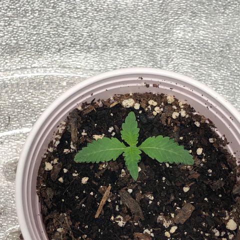 Badazz og and Girl Scout Crack  growlog timeline photo