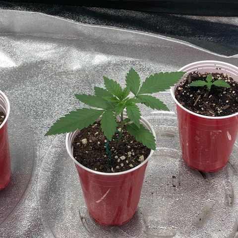 Badazz og and Girl Scout Crack  growlog timeline photo