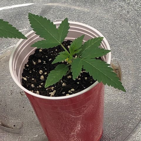 Badazz og and Girl Scout Crack  growlog timeline photo