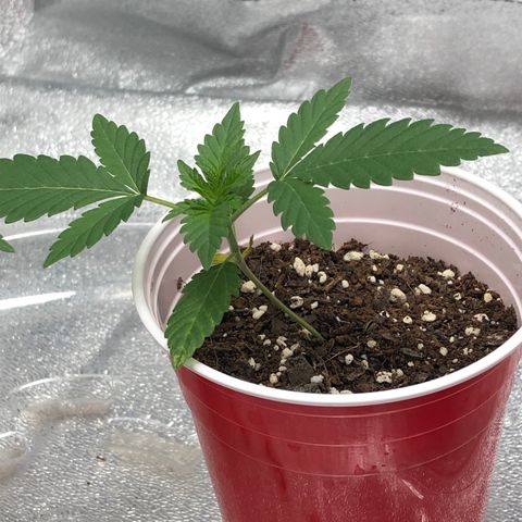 Badazz og and Girl Scout Crack  growlog timeline photo