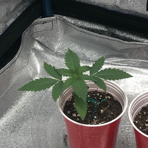 Badazz og and Girl Scout Crack  growlog timeline photo
