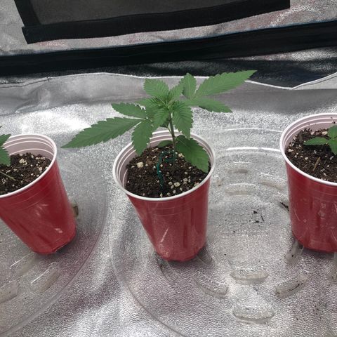 Badazz og and Girl Scout Crack  growlog timeline photo