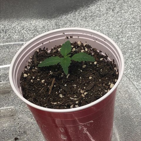 Badazz og and Girl Scout Crack  growlog timeline photo