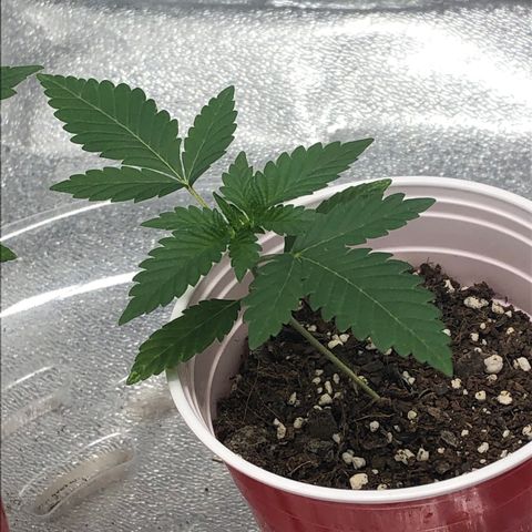 Badazz og and Girl Scout Crack  growlog timeline photo