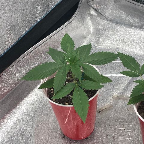 Badazz og and Girl Scout Crack  growlog timeline photo