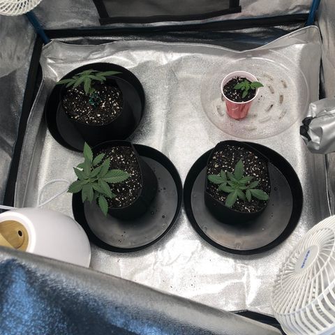 Badazz og and Girl Scout Crack  growlog timeline photo