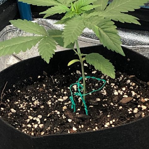 Badazz og and Girl Scout Crack  growlog timeline photo