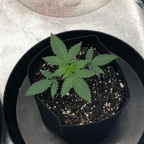 Badazz og and Girl Scout Crack  growlog timeline photo
