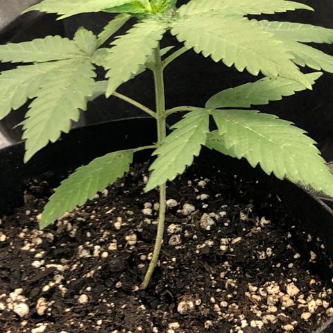 Badazz og and Girl Scout Crack  growlog timeline photo