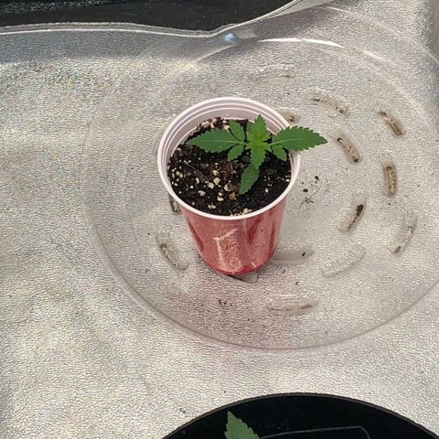 Badazz og and Girl Scout Crack  growlog timeline photo