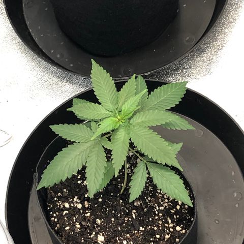 Badazz og and Girl Scout Crack  growlog timeline photo