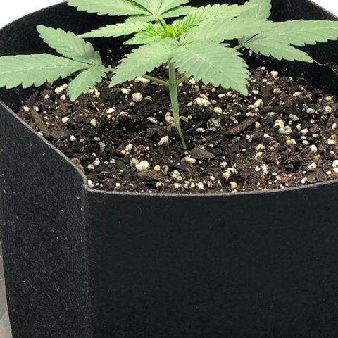 Badazz og and Girl Scout Crack  growlog timeline photo