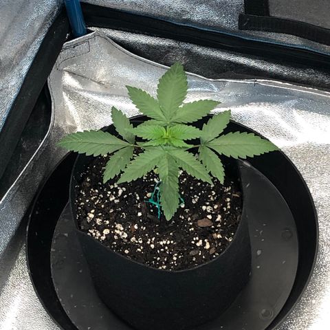 Badazz og and Girl Scout Crack  growlog timeline photo