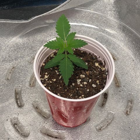 Badazz og and Girl Scout Crack  growlog timeline photo
