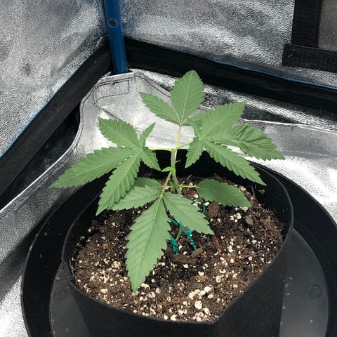 Badazz og and Girl Scout Crack  growlog timeline photo