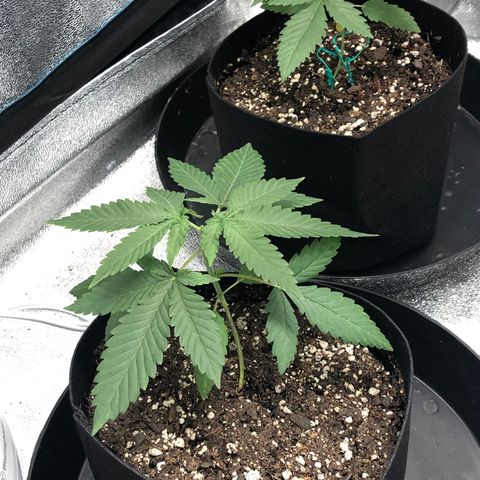 Badazz og and Girl Scout Crack  growlog timeline photo