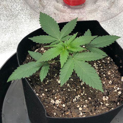 Badazz og and Girl Scout Crack  growlog timeline photo
