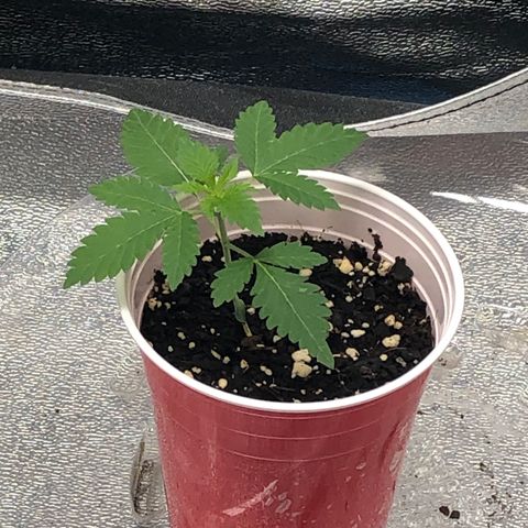 Badazz og and Girl Scout Crack  growlog timeline photo