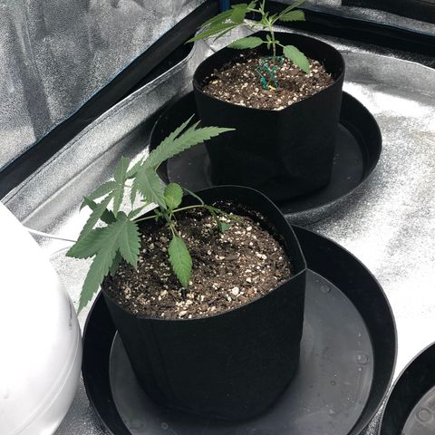 Badazz og and Girl Scout Crack  growlog timeline photo