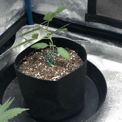 Badazz og and Girl Scout Crack  growlog timeline photo