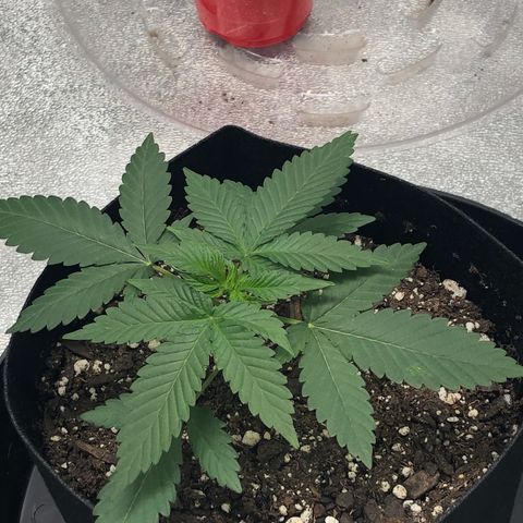 Badazz og and Girl Scout Crack  growlog timeline photo