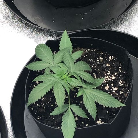 Badazz og and Girl Scout Crack  growlog timeline photo