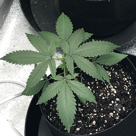 Badazz og and Girl Scout Crack  growlog timeline photo