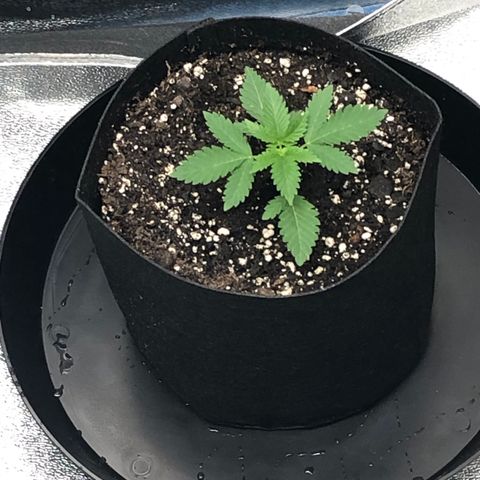 Badazz og and Girl Scout Crack  growlog timeline photo