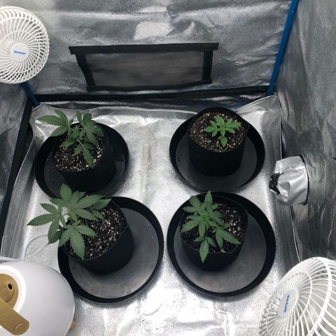 Badazz og and Girl Scout Crack  growlog timeline photo