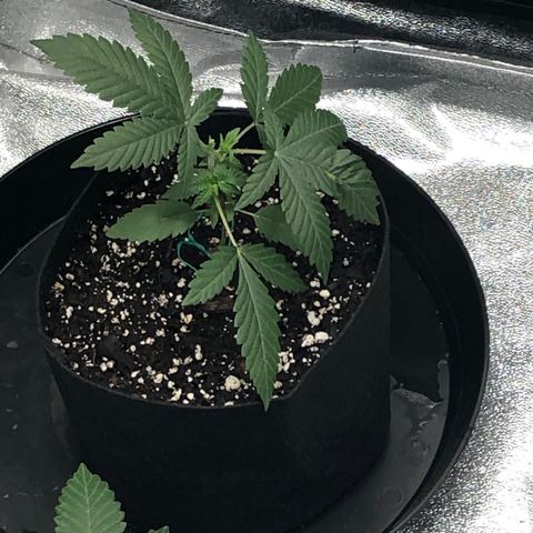 Badazz og and Girl Scout Crack  growlog timeline photo