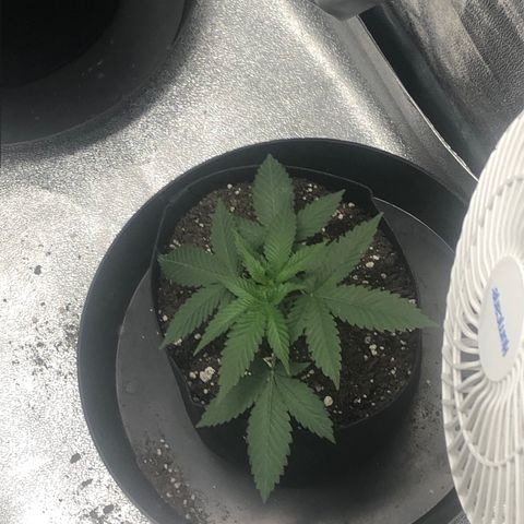 Badazz og and Girl Scout Crack  growlog timeline photo