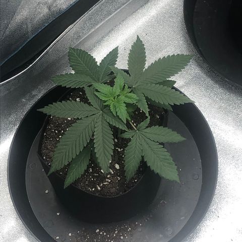 Badazz og and Girl Scout Crack  growlog timeline photo