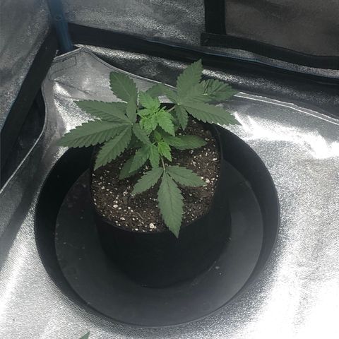 Badazz og and Girl Scout Crack  growlog timeline photo