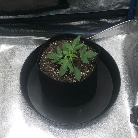 Badazz og and Girl Scout Crack  growlog timeline photo