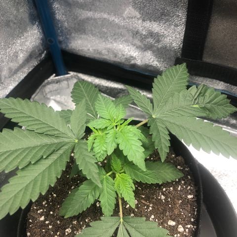 Badazz og and Girl Scout Crack  growlog timeline photo