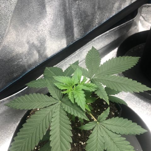 Badazz og and Girl Scout Crack  growlog timeline photo
