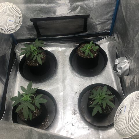 Badazz og and Girl Scout Crack  growlog timeline photo