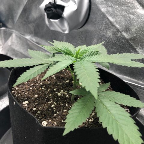 Badazz og and Girl Scout Crack  growlog timeline photo