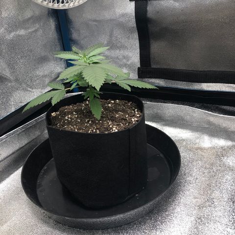 Badazz og and Girl Scout Crack  growlog timeline photo