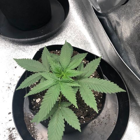 Badazz og and Girl Scout Crack  growlog timeline photo