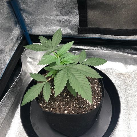 Badazz og and Girl Scout Crack  growlog timeline photo