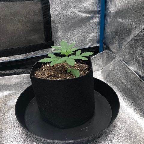 Badazz og and Girl Scout Crack  growlog timeline photo